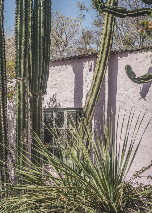 Cactus &amp; Pink Wall | Canvas