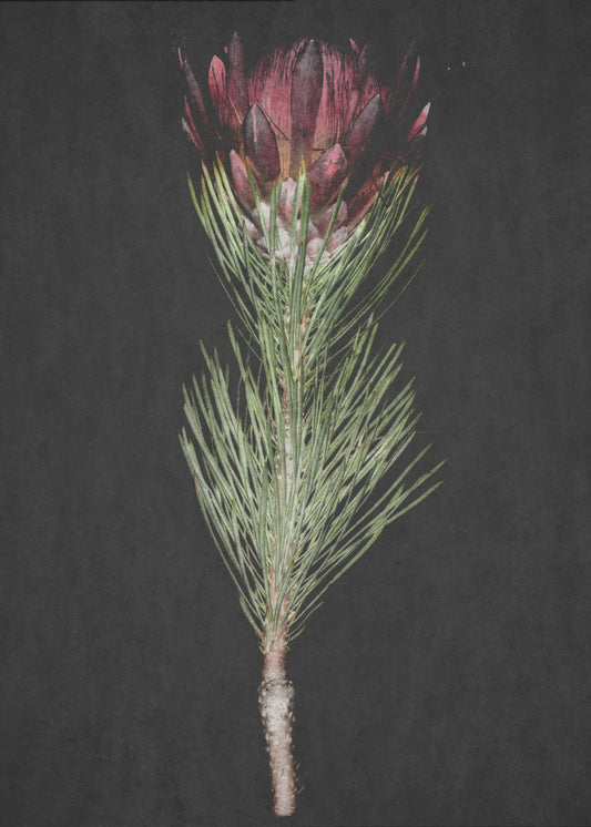 Protea Serenity | Leinwand