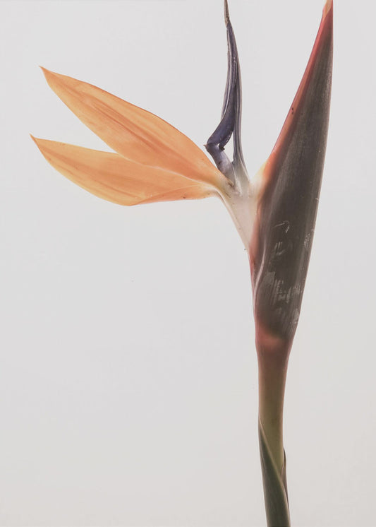 Lebendige Blüte | Poster