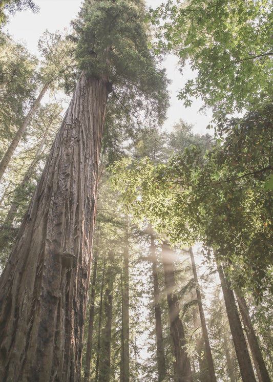 Hoch aufragende Redwoods | Poster