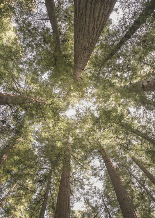 Schönheit der Natur | Poster