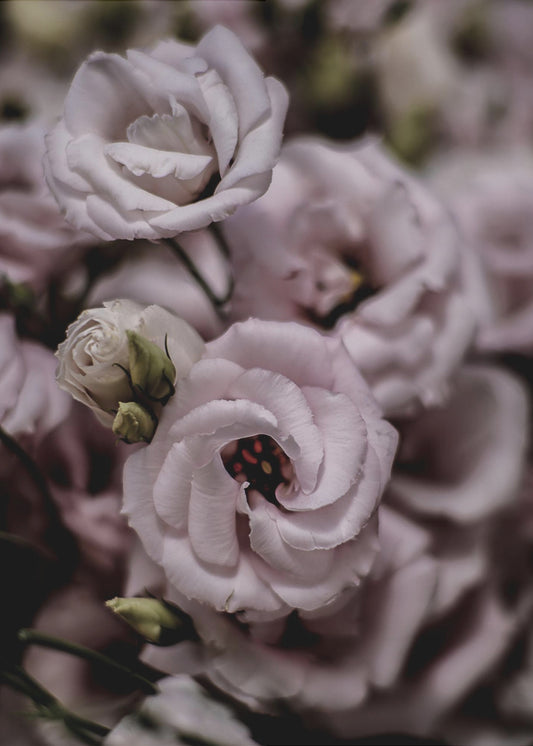 Zarte Schönheit der rosa Lisianthusblüte | Leinwand