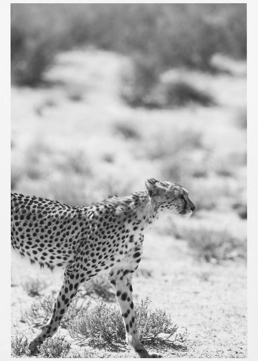 Ein laufender Gepard | Leinwand