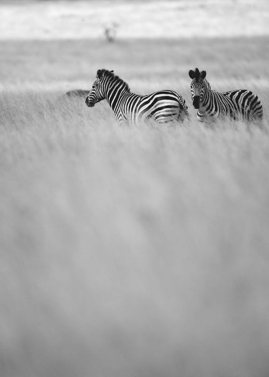 Zebras im Nebel | Leinwand
