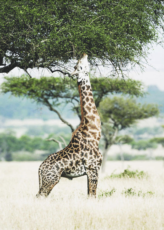Majestätische Giraffe streckt sich | Poster