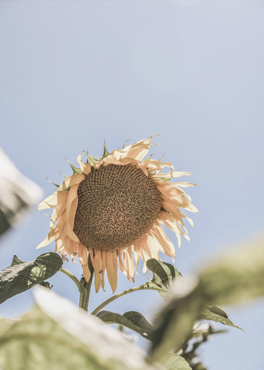 Goldener Blütenhimmel | Leinwand