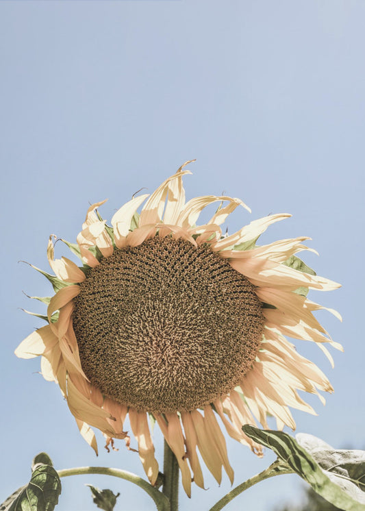 Goldene Sonnenblume Sway | Leinwand