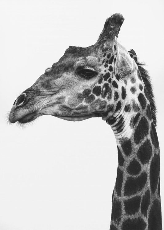 Komplizierte Muster der Giraffenhaut | Poster