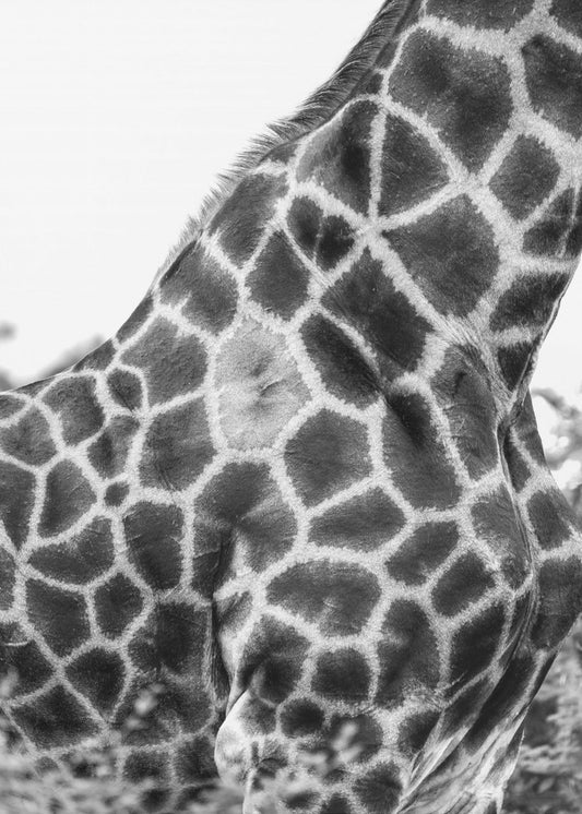 Intricate Patterns Of A Giraffe&#039;s Skin | Poster