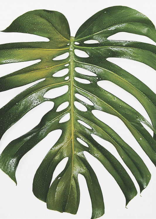 Grünes Monstera-Blatt | Leinwand