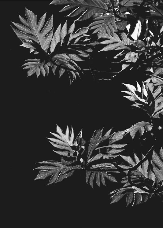 Schatten der Blätter | Leinwand