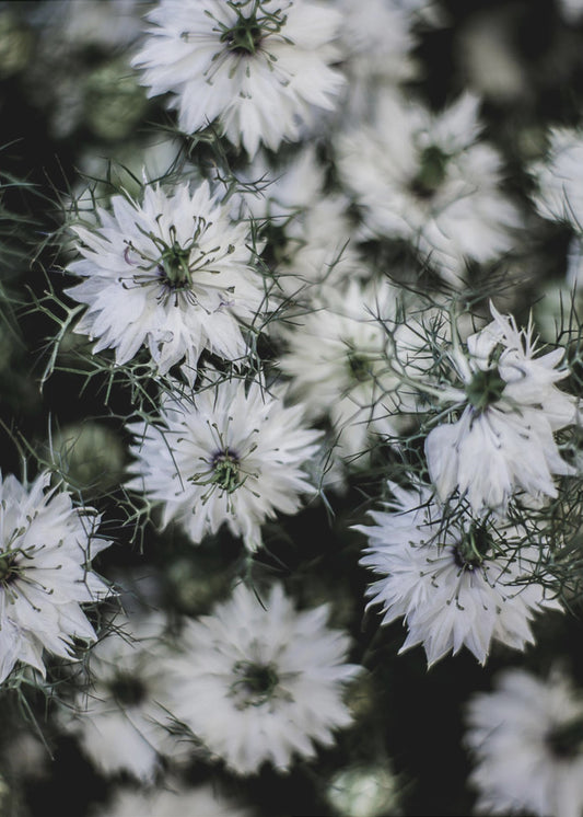 Flüsternde Blüten | Leinwand