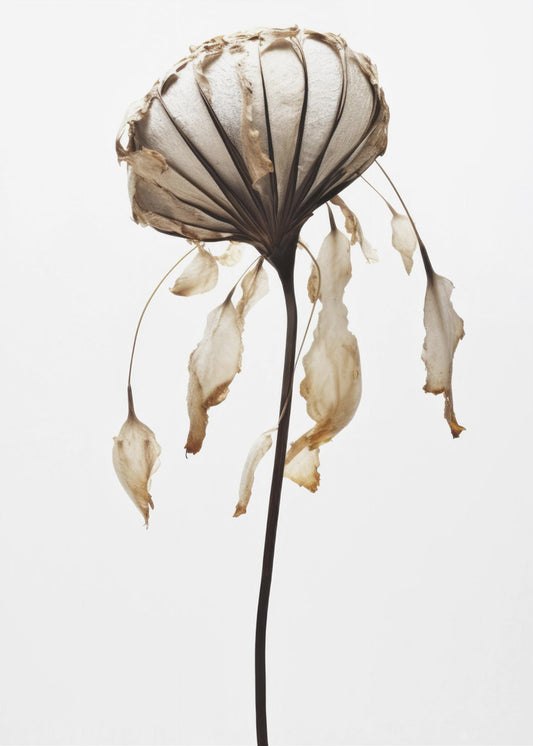 Withered Elegance | Canvas