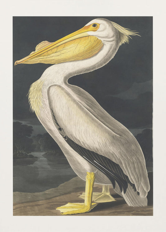 American White Pelican From Birds of America (1827) | Canvas