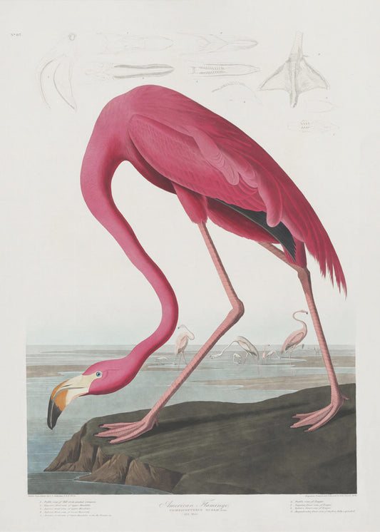 Pink Flamingo From Birds of America (1827) | Canvas