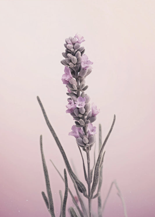 Lavendelträume | Poster