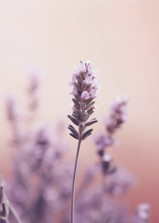 Lavendel-Gelassenheit | Poster