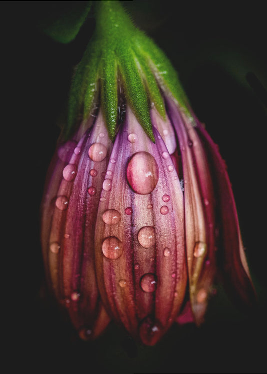 Nach dem Regen | Leinwand