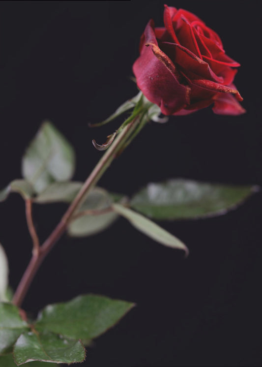 rote Rose | Poster