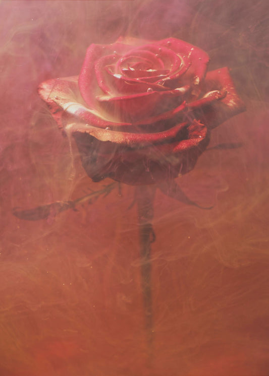 rote Rose und Tinte im Wasser | Poster