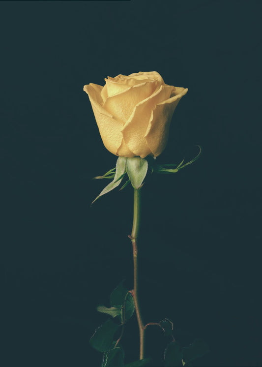 gelbe Rose | Leinwand