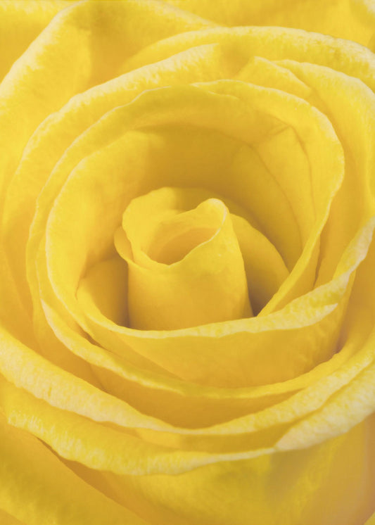 gelbe Rose | Poster
