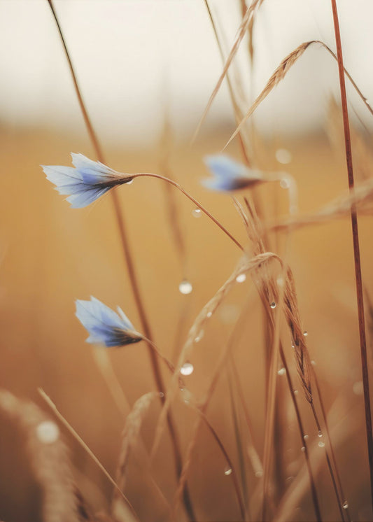 Blaue Blüten im Morgengrauen | Poster