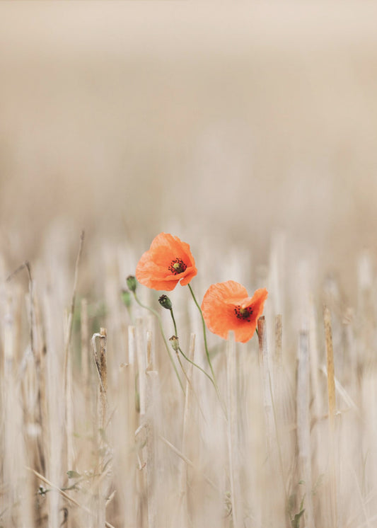 Sommermohn | Poster
