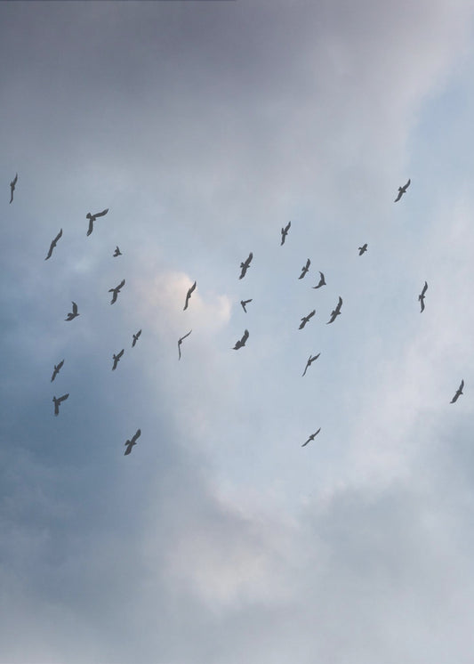 Frei wie ein Vogel | Poster
