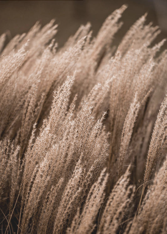 Gras 16 | Poster