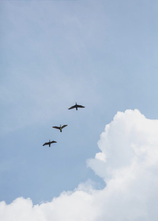 Nach Hause fliegen | Poster