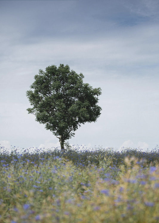 Sommerwiese | Poster