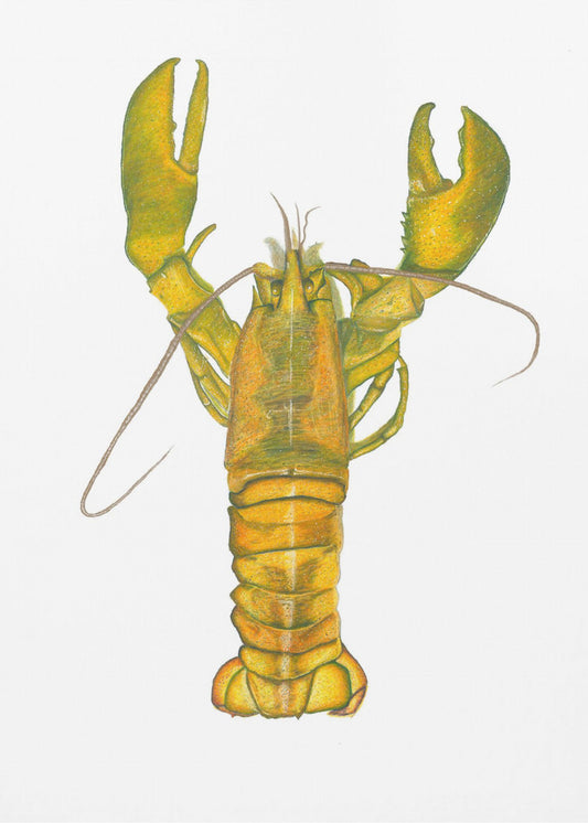 Lobster | Canvas