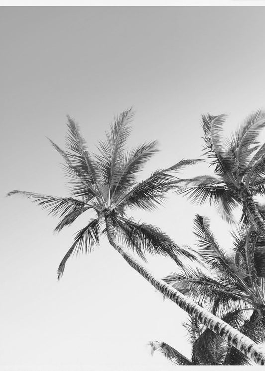 Tropische Silhouetten | Leinwand