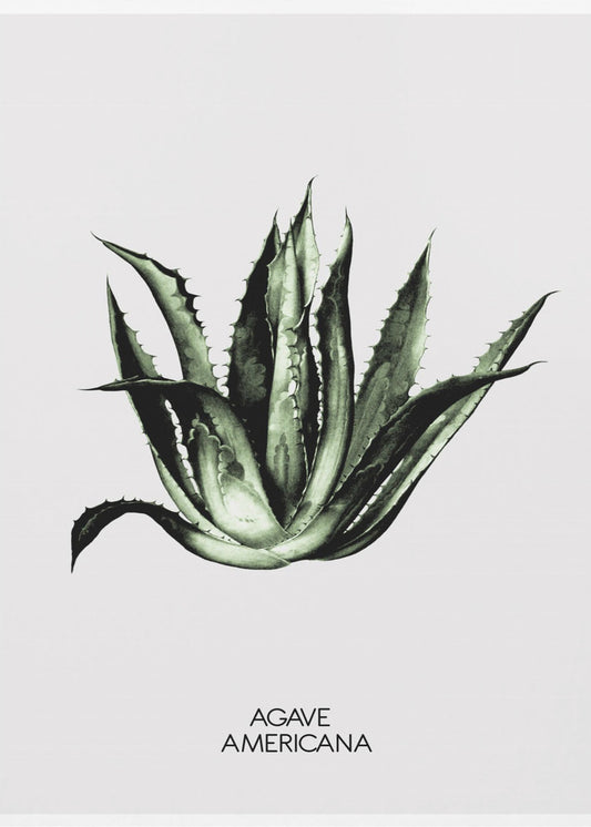 Grüne Agave Eleganz | Leinwand
