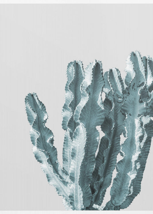 Cactus Elegance | Poster