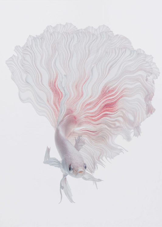ROOT BETTA | Canvas