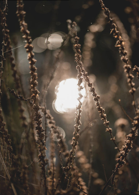 Herbstlichter 2 | Poster