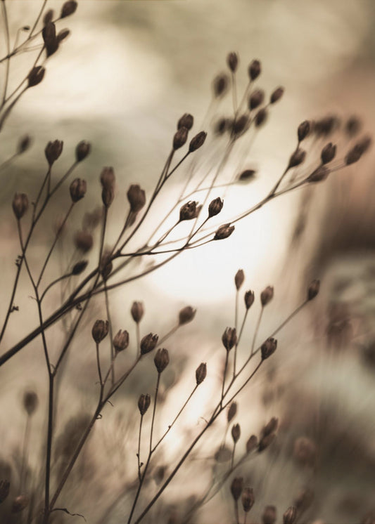 Herbstlichter | Poster
