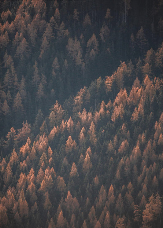 Herbstwald 2 | Poster