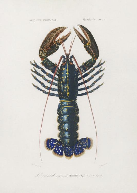 Purpurrote Flusskrebse | Poster