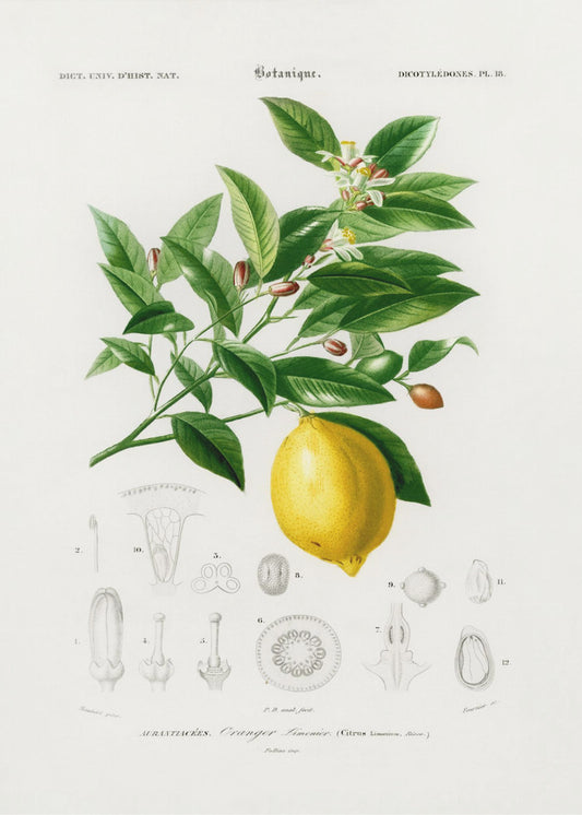 Lemon (citrus Limonium) | Canvas