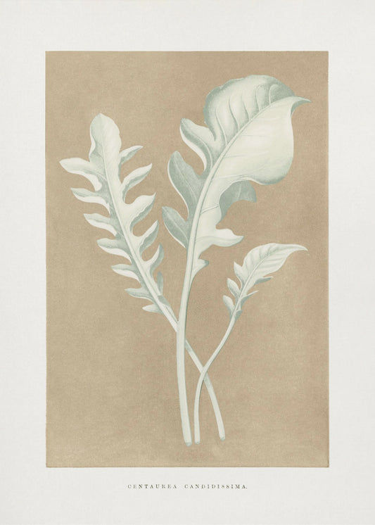 Centaurea Candidissima Blatt Illustration | Poster