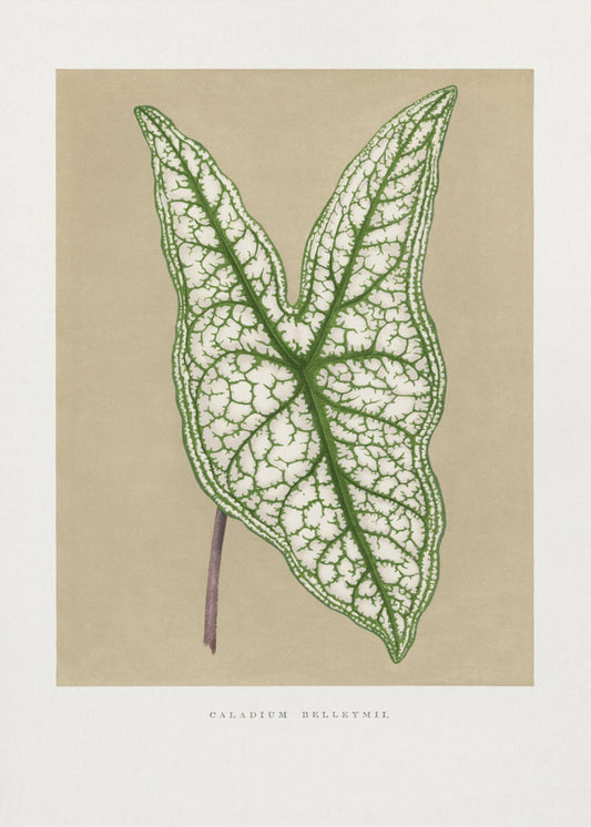 Grüne Caladium Belleymii Blatt Illustration | Poster