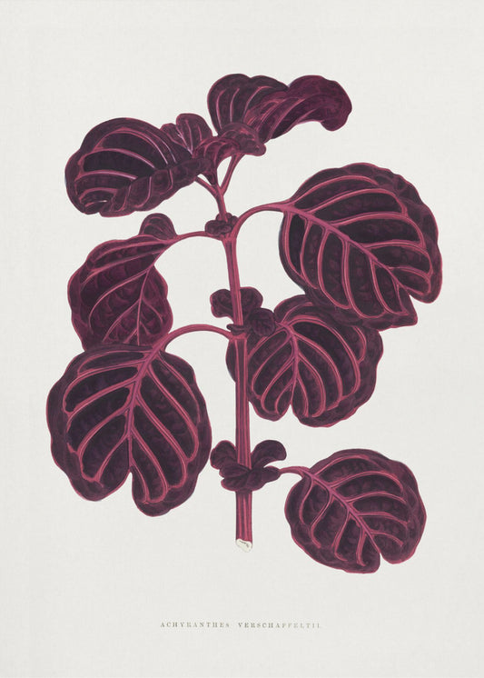Rosa Achyranthes Verschaffeltii Blattillustration | Poster