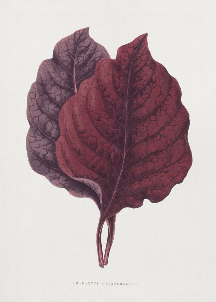 Rosa Amarantblatt Illustration | Leinwand