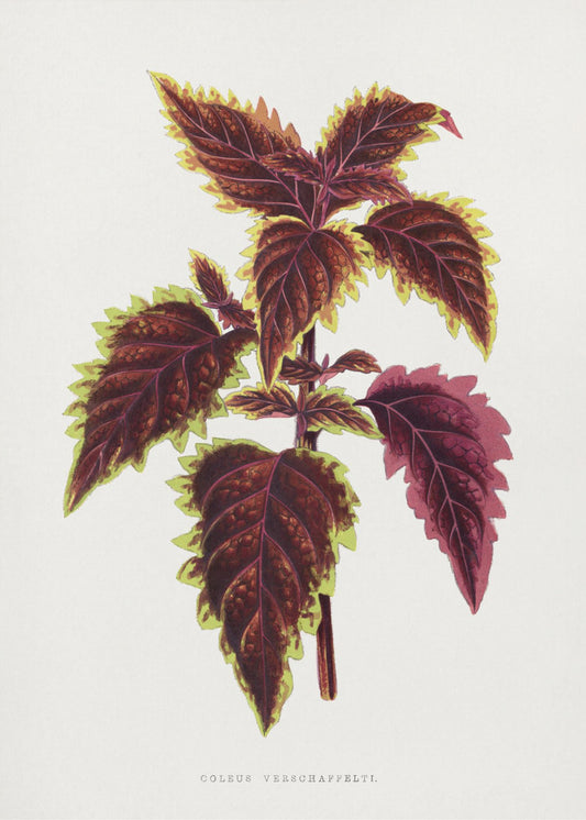 Rosa Coleus Blatt Illustration | Poster
