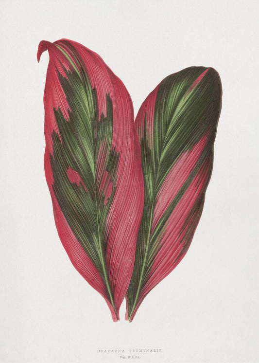 Rosa Dracaena Terminalis Blatt Illustration | Poster
