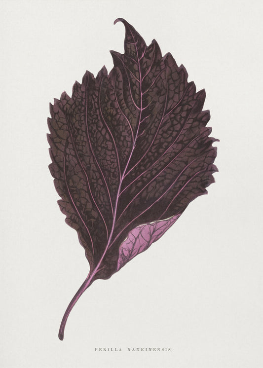 Rosa Perilla Nankinensis Blatt Illustration | Poster