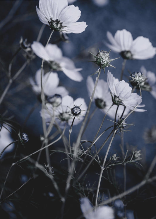 Wildblumen 10 | Poster